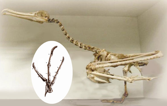 Fregata skeleton