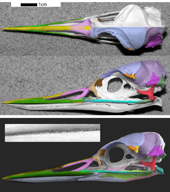 Gavia stellata skull