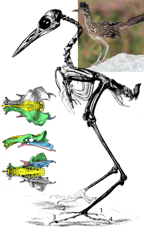 Geococcyx the roadrunner