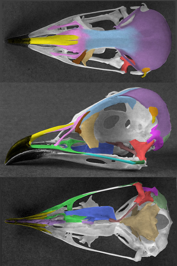 Glareola skull