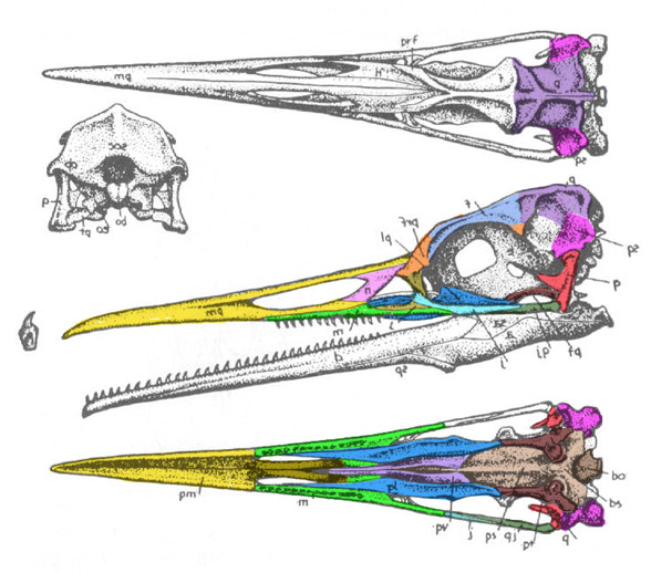 Hesperornis skull drawing