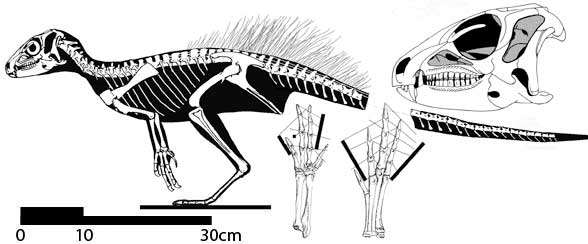 Heterodontosaurus