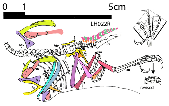 Iberomesornis insitu