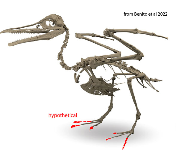 Ichthyornis from Benito et al 2022