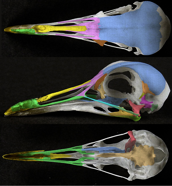 Jacana skull