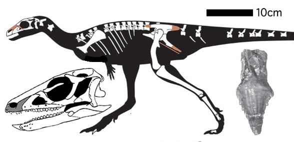 Laquintasaura