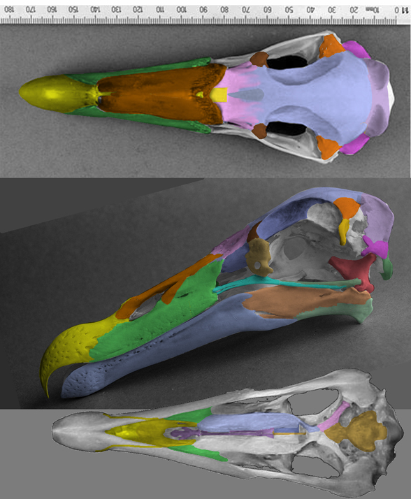 Macronectes skull