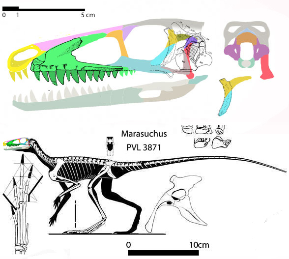 Marasuchus Guaibasaurus And Agnosphitys Marasuchus Guaibasaurus And Agnosphitys