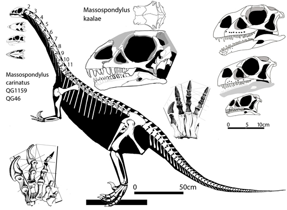 Massospondylus