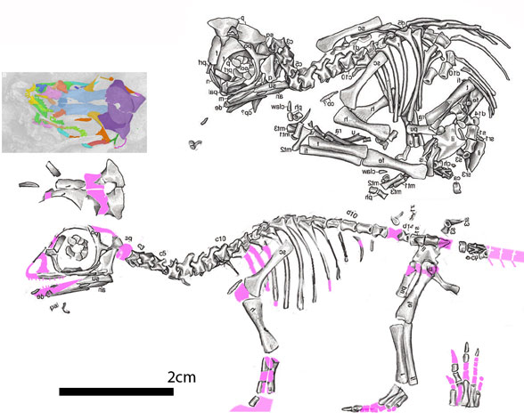 Massospondylus embryo