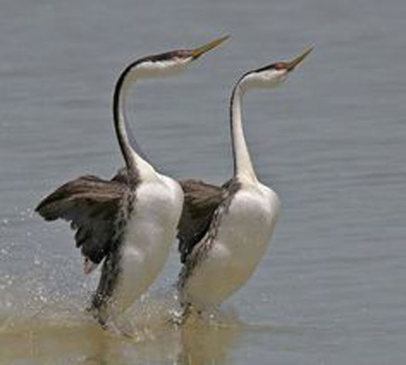 Mating grebes Aechmophorhus