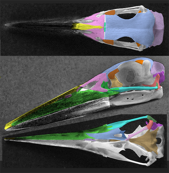 Megaceryle maxima skull