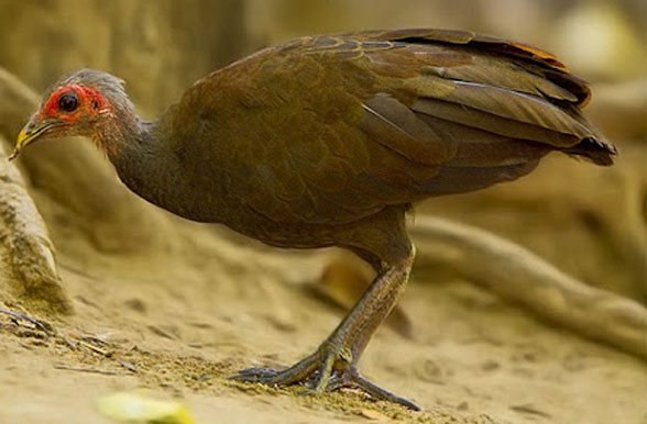 Megapodius cumingi in vivo