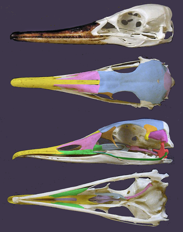 Merganser skull