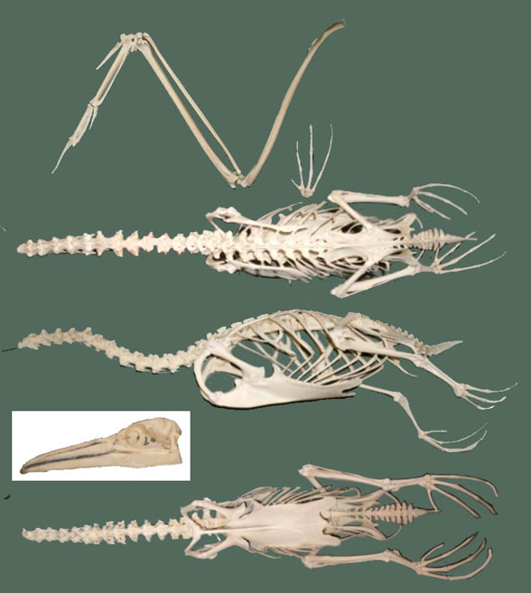 Marus skeleton