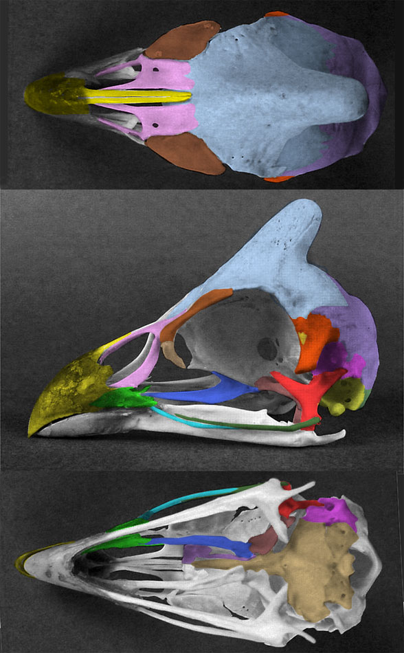 Numida skull