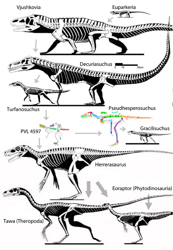 Origin of dinosaurs to scale