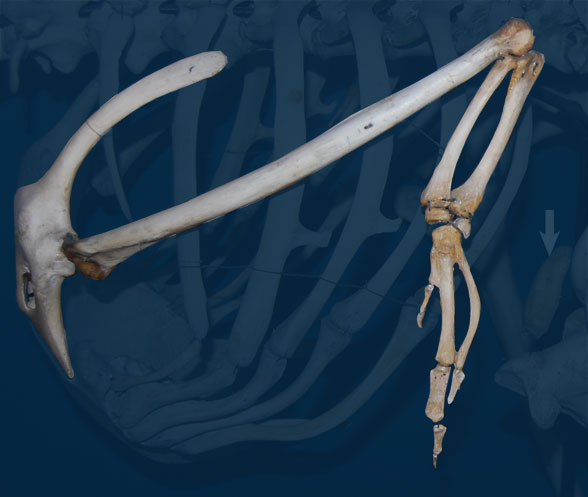 Struthio forelimb