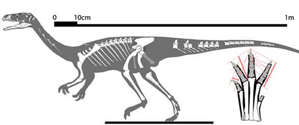 Pampadromaeus