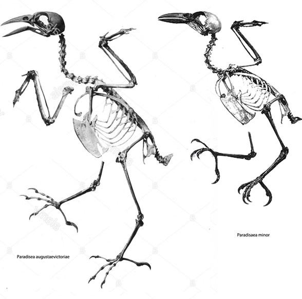 Paradisea skeleton