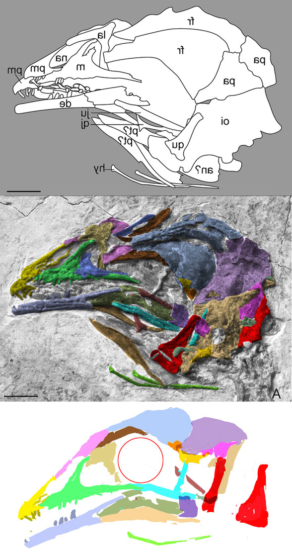 Parapengornis skull