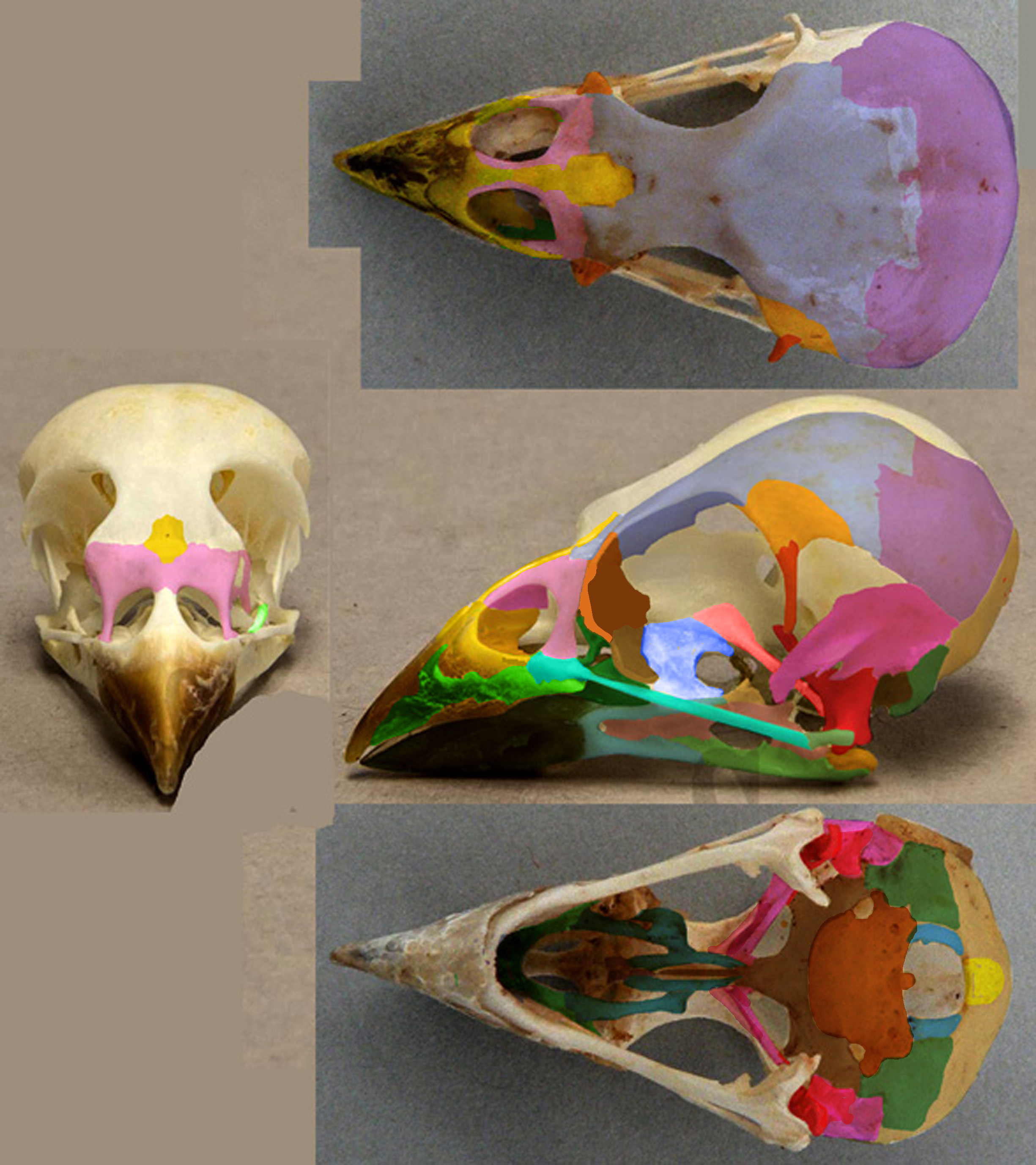 Passer skull