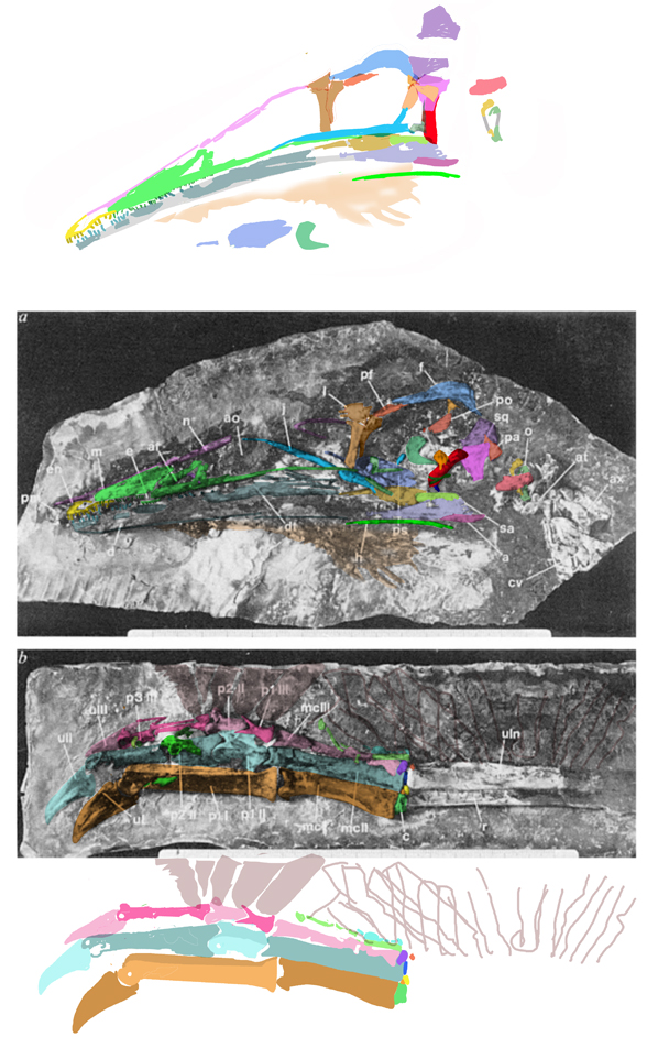 Resolving the long-standing enigmas of a giant ornithomimosaur Deinocheirus  mirificus