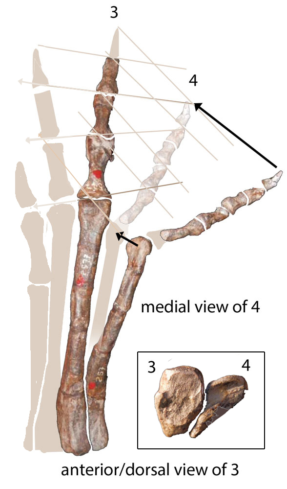 pisanosaurus pes