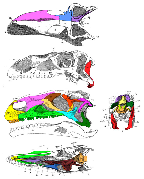 Plateosaurus skull