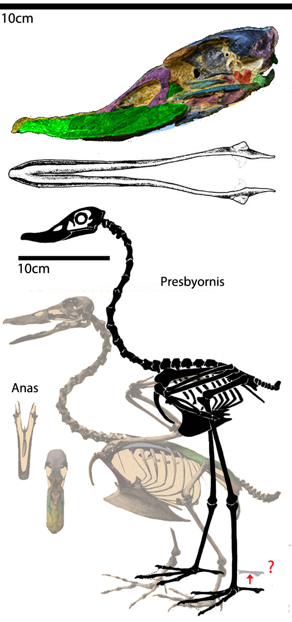 Presbyornis