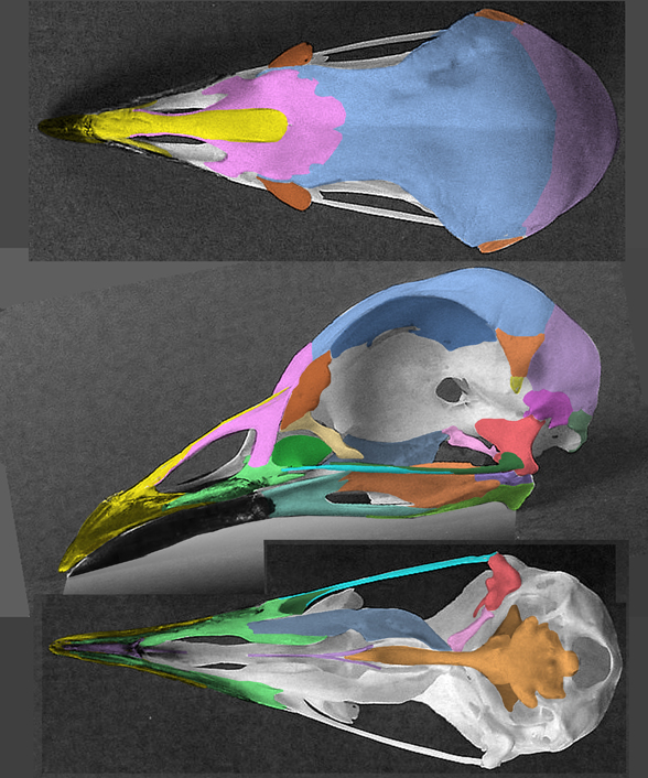 Psophia skull