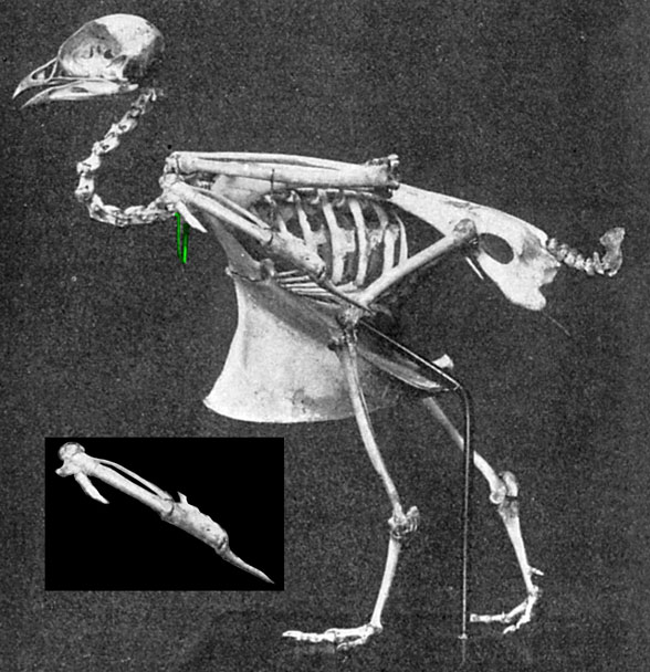 Petrocles skeleton