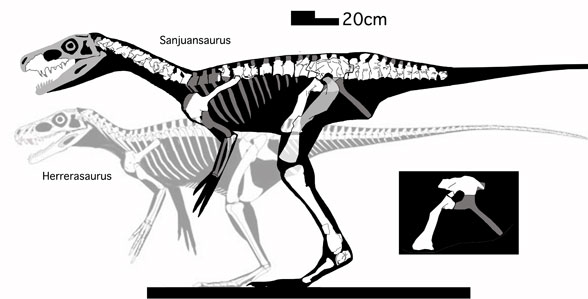 Sanjuansaurus