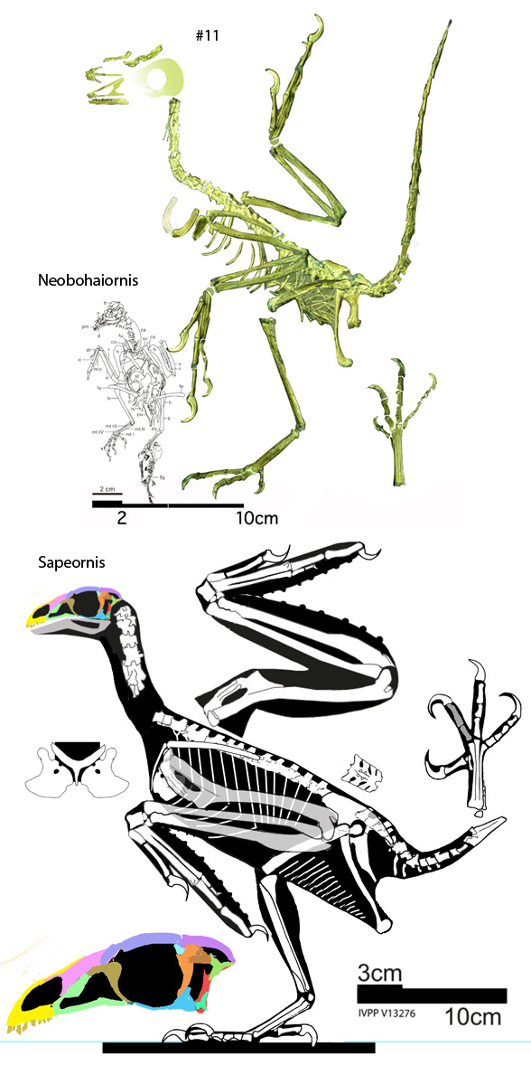 Sapeornis