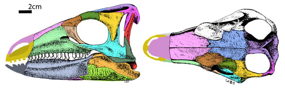 Scelidosaurus skull diagram