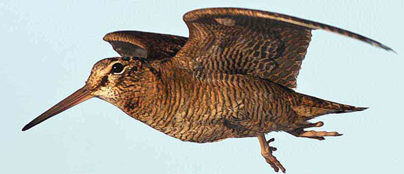 Scolopax in flight