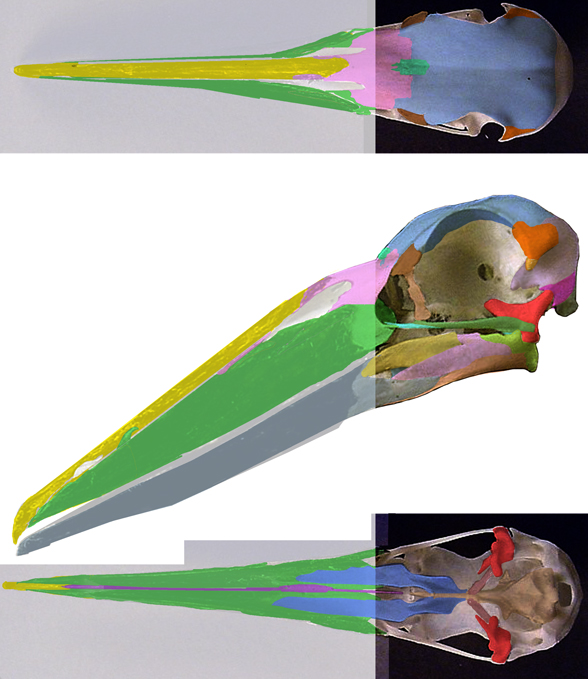 Scopus skull