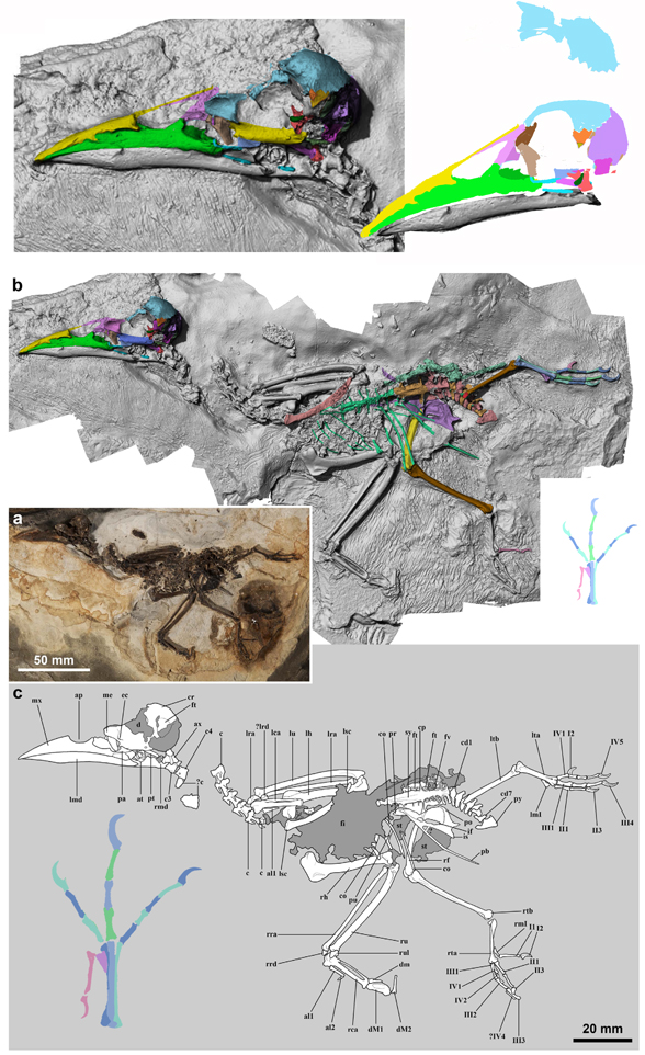 Septencoracias in situ