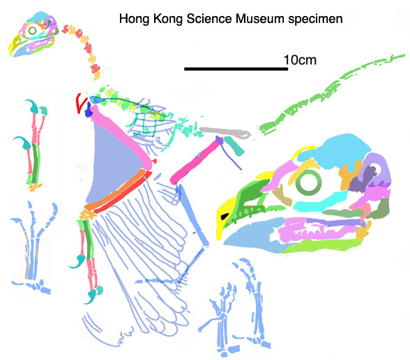 Shenzhouraptor