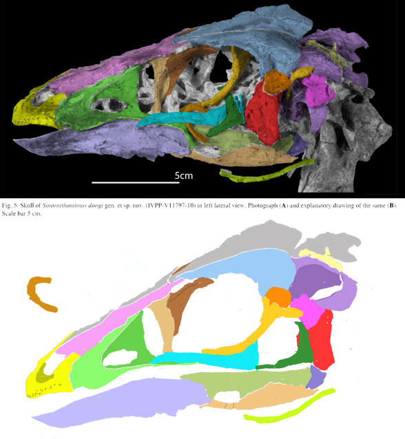 Resolving the long-standing enigmas of a giant ornithomimosaur Deinocheirus  mirificus
