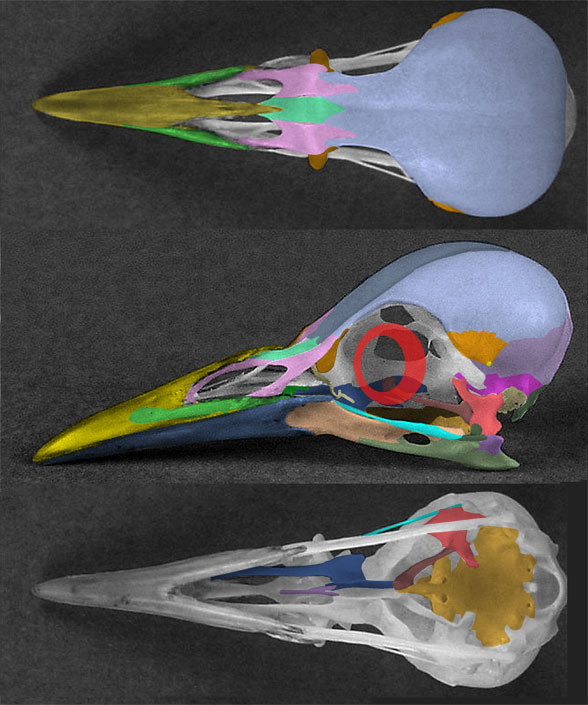 Sturnus skull