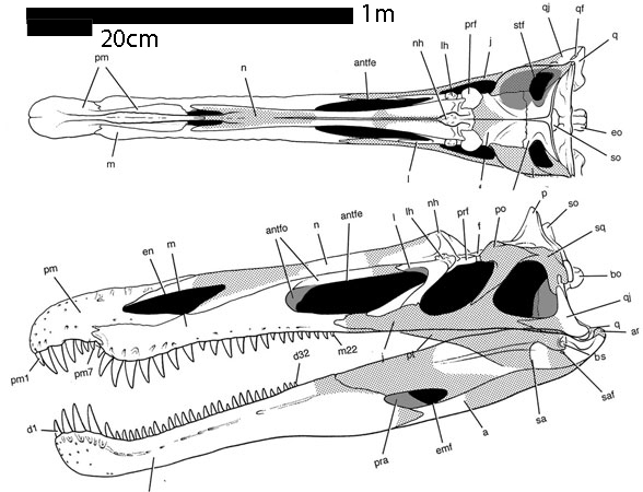 Suchomimus skull