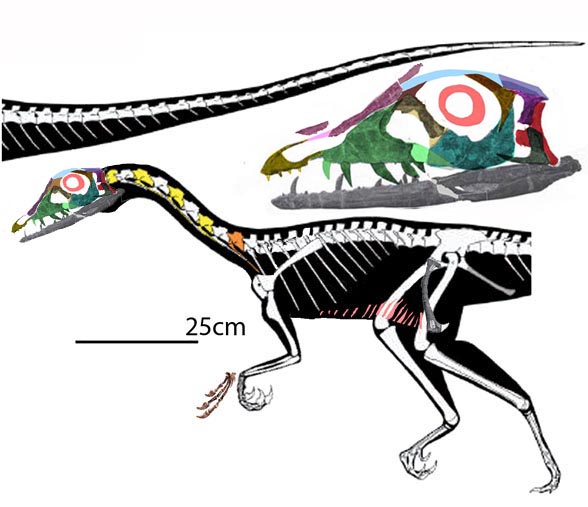 Tawa shifted ribs