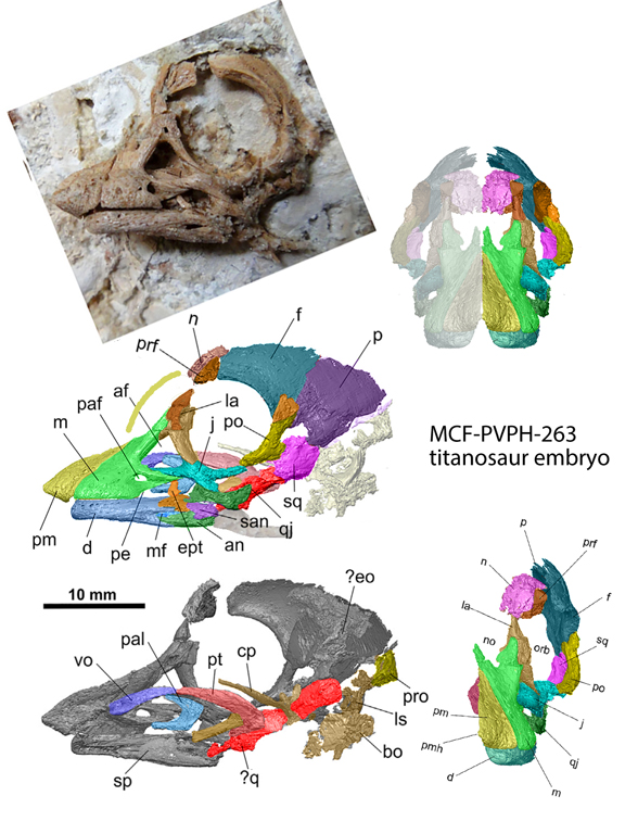 Titanosaur embryo