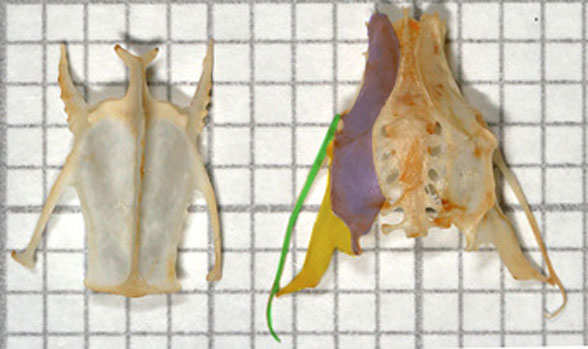 Trogolodytes pelvis sternum