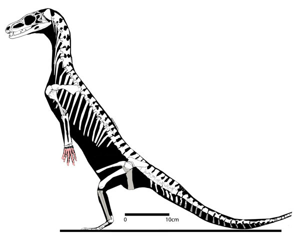 Turfanosuchus standing