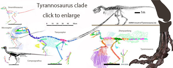 Tyrannosaurus clade