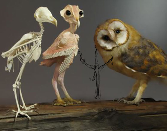 Tyto skeleton