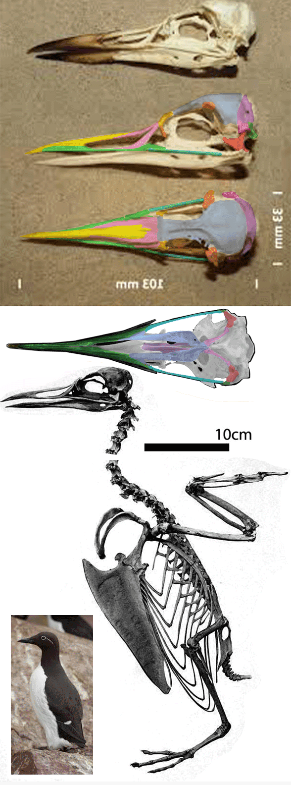 Uria - thick billed murre