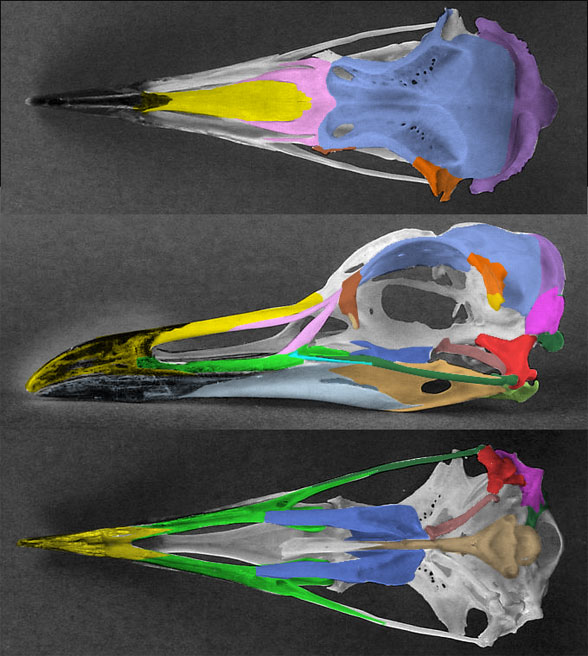 Uria lomvia skull